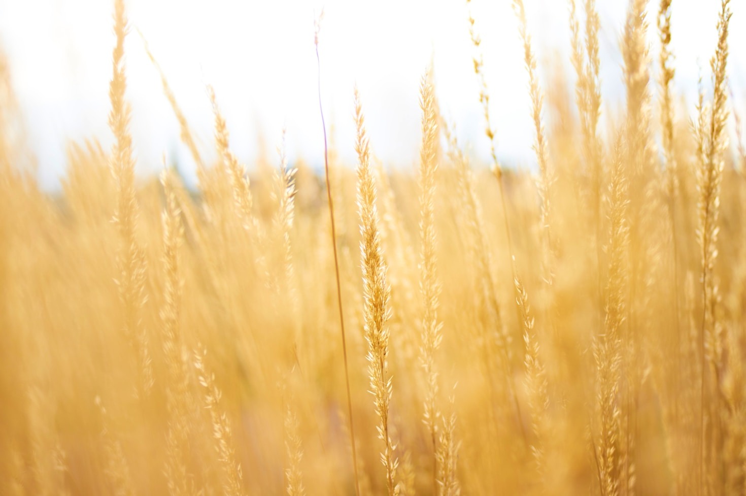 How to Choose the Best Feed for Your Livestock