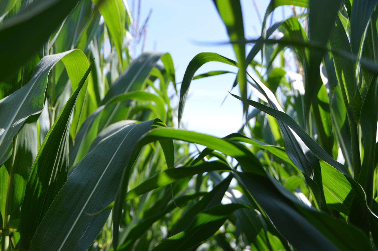 Benefits of High-Quality Feed for Farm Animals