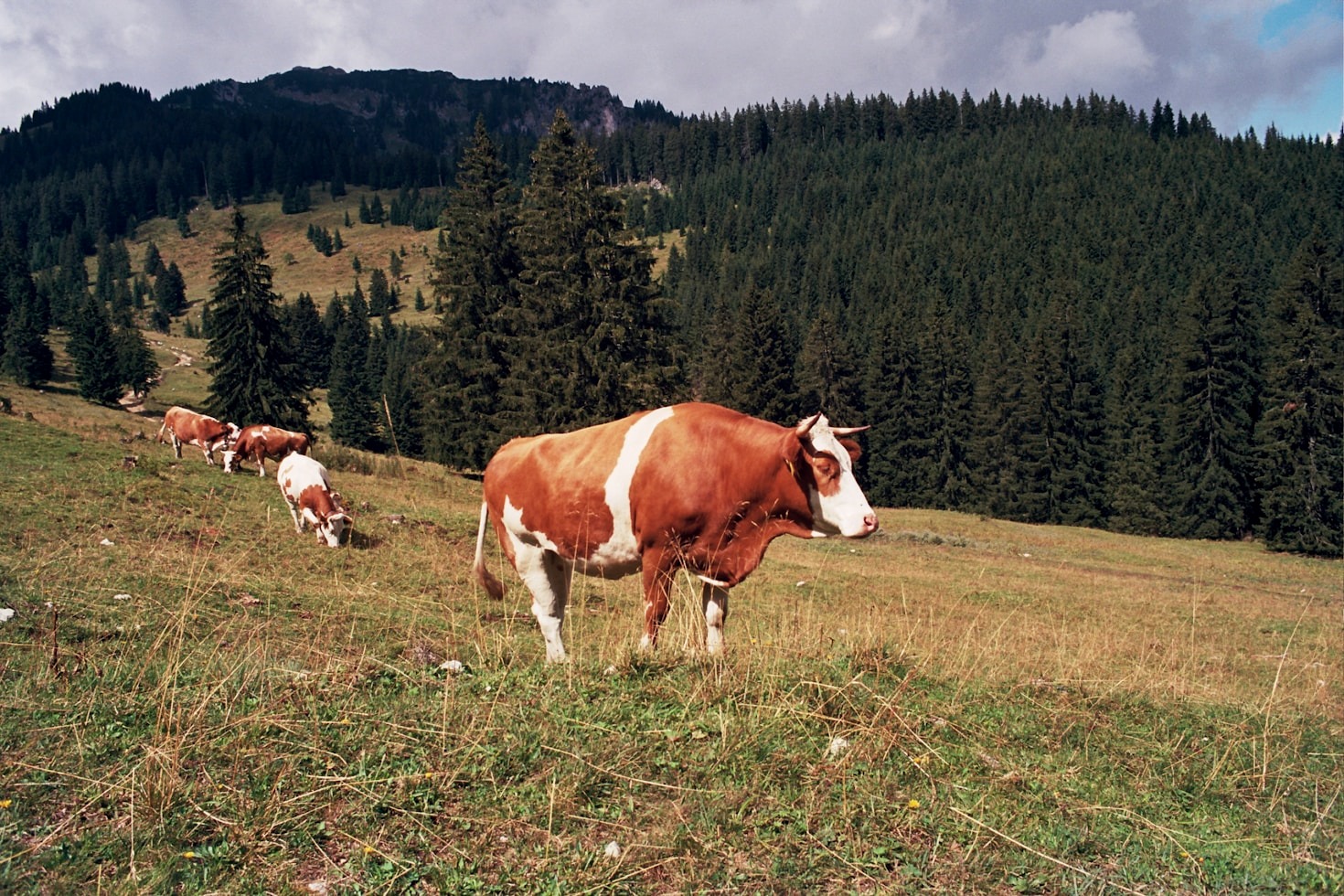 The Impact of Feed Quality on Livestock Productivity